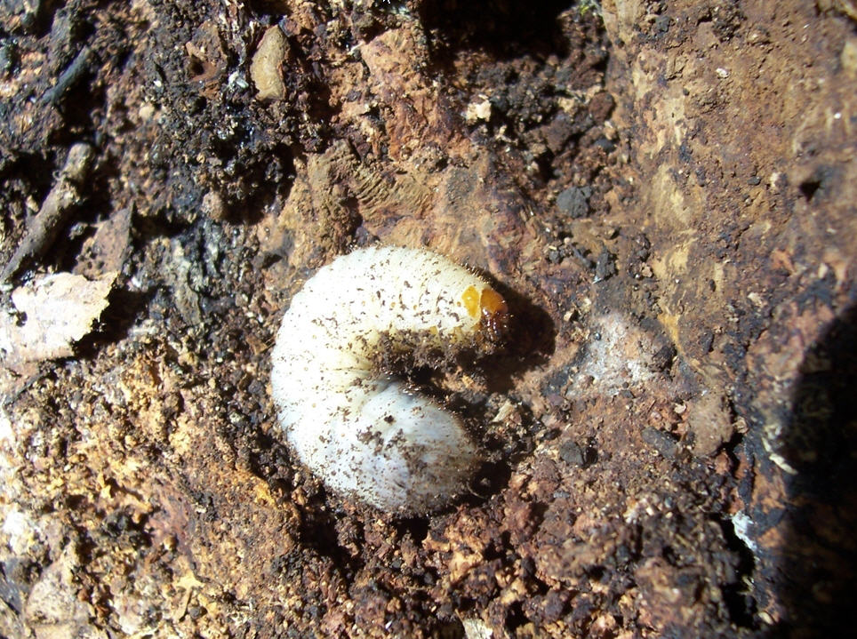 Determinazione di larva: Cetoniidae